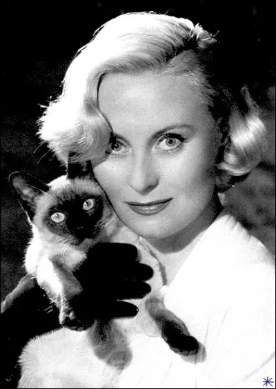 Cette photo avait sans doute pour but de rapprocher les beaux yeux bleus du siamois des célèbres et beaux yeux bleus de...