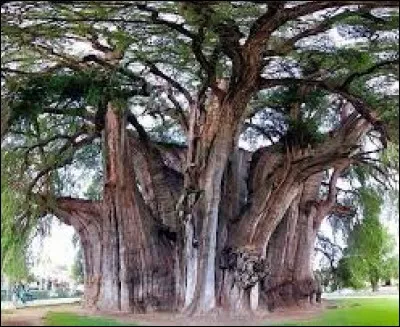 Le plus gros arbre connu a une circonf&eacute;rence de 42 m&egrave;tres.