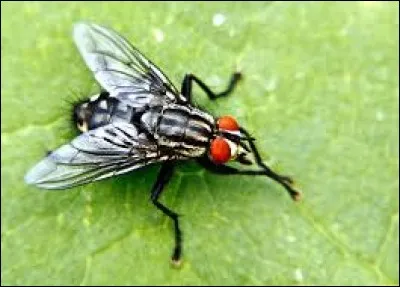 La mouche bat des ailes environ dix fois par seconde.