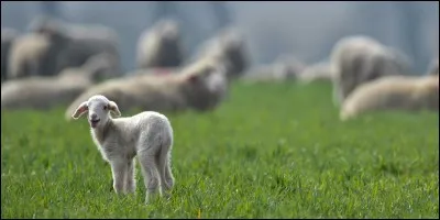 Faites la relation gastronomique entre l'animal de la photo et un rongeur !