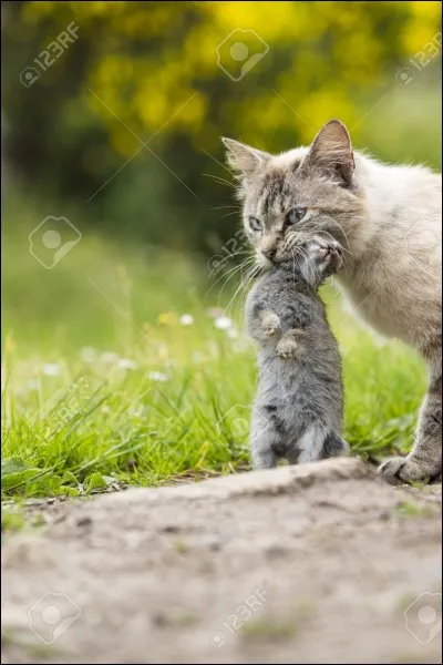 Quel est ton territoire de chasse préféré ?