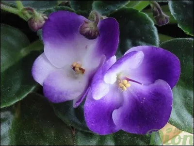 Terminons en beauté ce quiz ! Quelle est cette jolie fleur ?