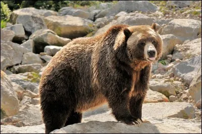 Le grizzli ou grizzly est un :