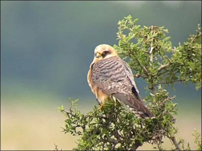 Qu'est-ce que c'est ?