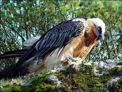 Qu'est-ce que c'est ?