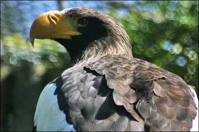 Qu'est-ce que c'est ?