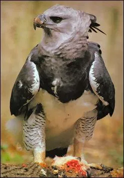 Cet oiseau ( Harpie froce ) se nourrit de ...