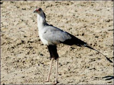 Cet oiseau n'est jamais appel ...