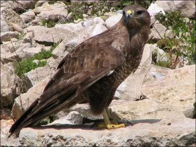 Qu'est-ce que c'est ?