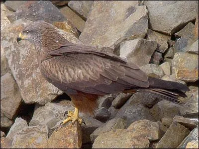 Qu'est-ce que c'est ?