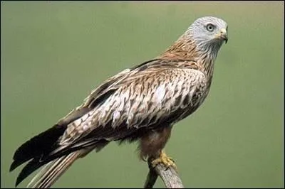 Qu'est-ce que c'est ?