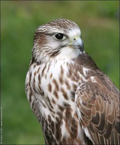 Qu'est-ce que c'est ?