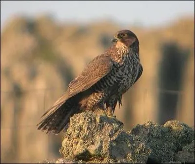 Qu'est-ce que c'est ?