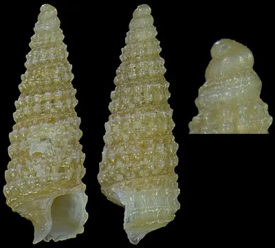 De quelle esp&egrave;ce est le "Krachiopsis giannuzzii" ?