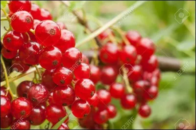 Pourrais-tu me donner la traduction de "Groseille" en italien ?