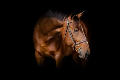 Vous préférez l'équitation :