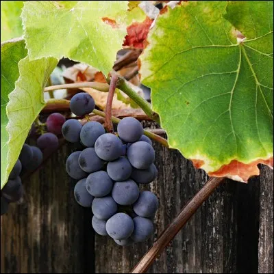 Quelle est la bonne orthographe du village (et de son vin) bourguignon de... ?