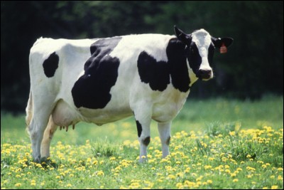 Les vaches produisent plus de lait en écoutant de la musique classique.