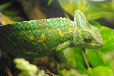 Les caméléons changent de couleur selon leur environnement.