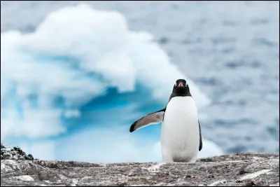 Le manchot papou déclare sa flamme en offrant à sa partenaire une de ses plumes.