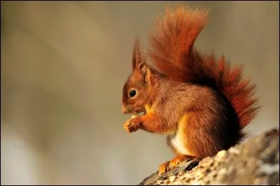 Il arrive souvent que des arbres soient plantés par accident à cause des écureuils qui oublient où ils ont cachés leurs glands.