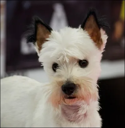 De quelle race est Idéfix ?