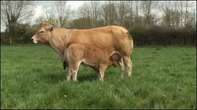 Elle est originaire de la Gâtine poitevine. Quel est le nom de cette race bovine française ?