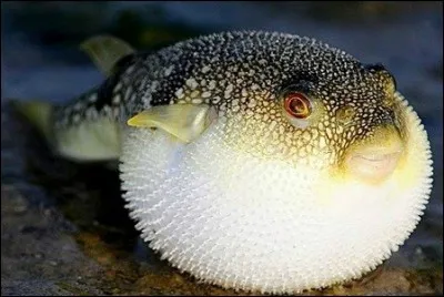 Quel poisson réputé dans la cuisine japonaise peut être mortel s'il est mal préparé ?