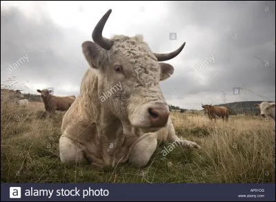 Quelle vache est la plus grasse ?