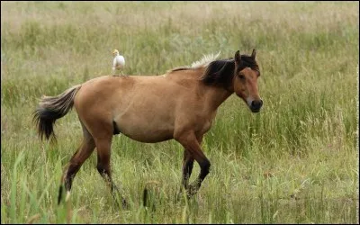 Quel est cet animal posé sur le dos de ce cheval ?