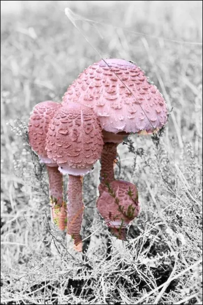 (Photo décorative) Quelle est la couleur du champignon nommé "coprin chevelu" ?