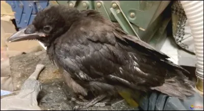 Précède souvent les pleurs, c'est le...