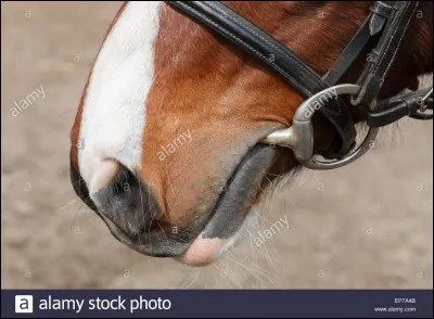 A sa place en voiture, c'est le...