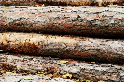 Laisses de chiens, ce sont les...