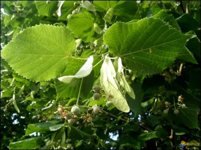 Pour terminer, je vous laisse r&eacute;fl&eacute;chir l&agrave;-dessus !