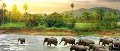 L'une des langues parl&eacute;es en Inde et au Sri-Lanka !