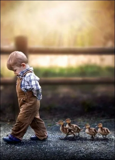 Laquelle de ces espèces n'est pas une espèce de canard ?