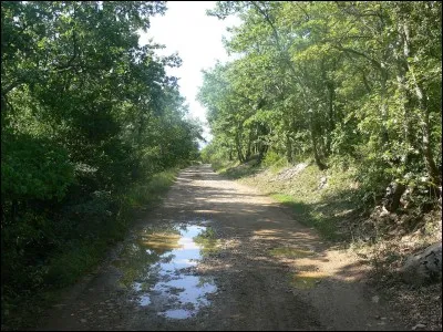 Quel est le pourcentage du territoire couvert par des for&ecirc;ts ?
