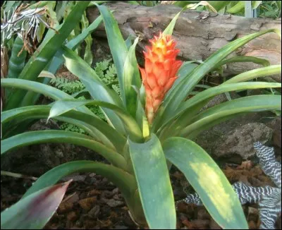 De quels pays "Guzmania confinis" est originaire ?