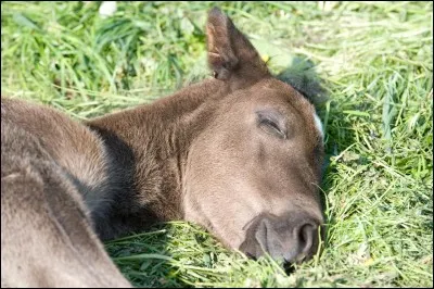 Où dort le cheval ?