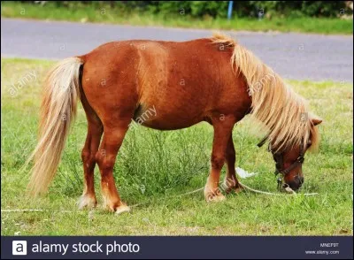 Que mange le cheval ?