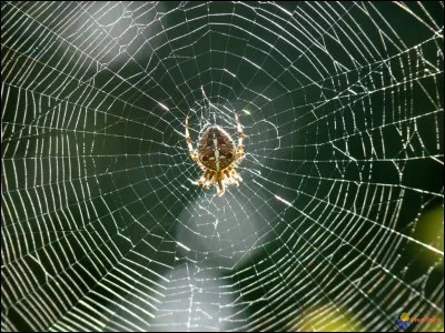 Pensez à une araignée, dessinez-la, puis regardez-en une vivante et prenez-la dans votre main. Ceci ressemble à quelle thérapie ?