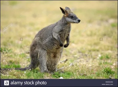 Comment appelle-t-on un mammifère dont le petit reste dans une poche du corps de la mère plusieurs mois après la naissance ?