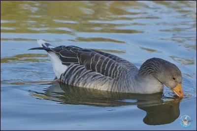 La piste d'un stade formée de mâchefer aggloméré porte le nom de...