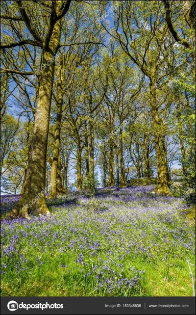Sous quel nom est connue la banquette en demi-cercle se trouvant à l'arrière de certains autobus ?
