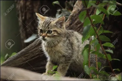 Tu es chaton du clan du Tonnerre, un autre chaton te dit que le clan de l'Ombre est le meilleur. Que fais-tu ?