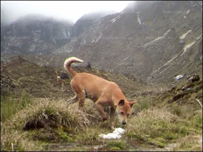 Ton clan est attaqué par des chiens.
Que fais-tu ?