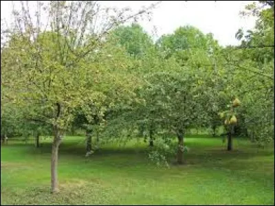 Que trouve-t-on dans un verger ?