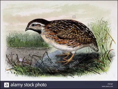 Quel est cet oiseau ?