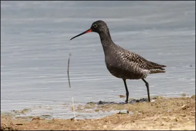 Quel est cet oiseau ?